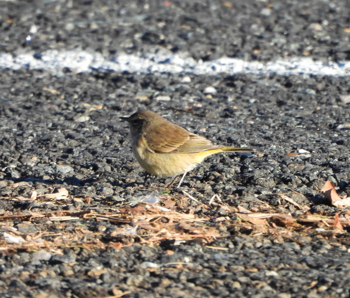 Palm Warbler - ML613697829