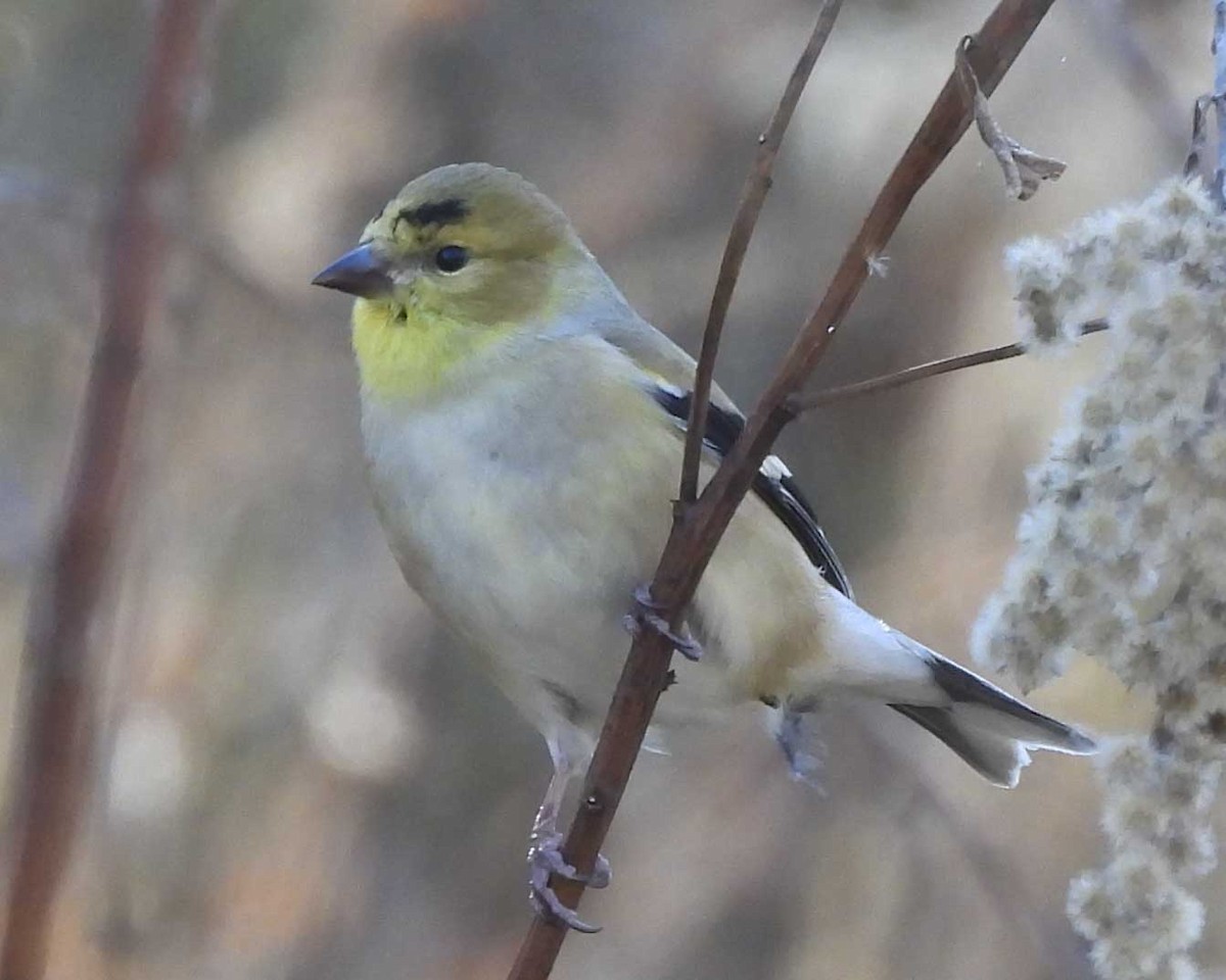 American Goldfinch - ML613697892