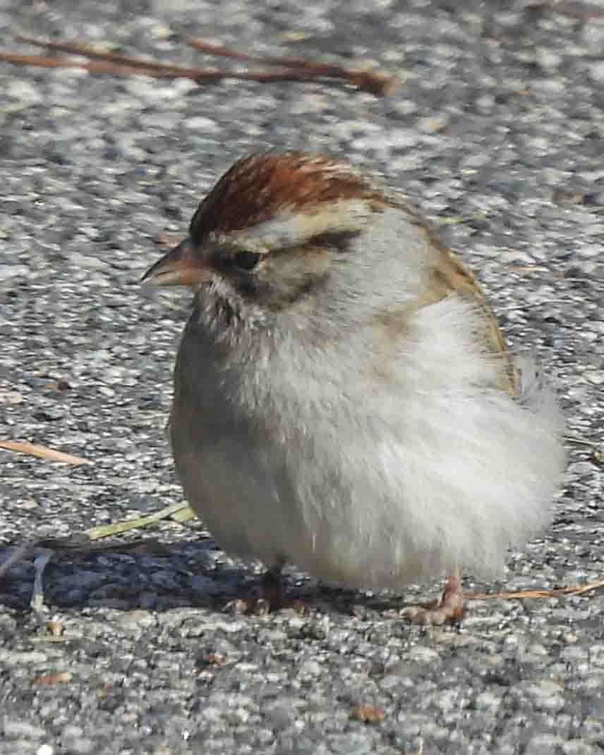 Chipping Sparrow - ML613697900