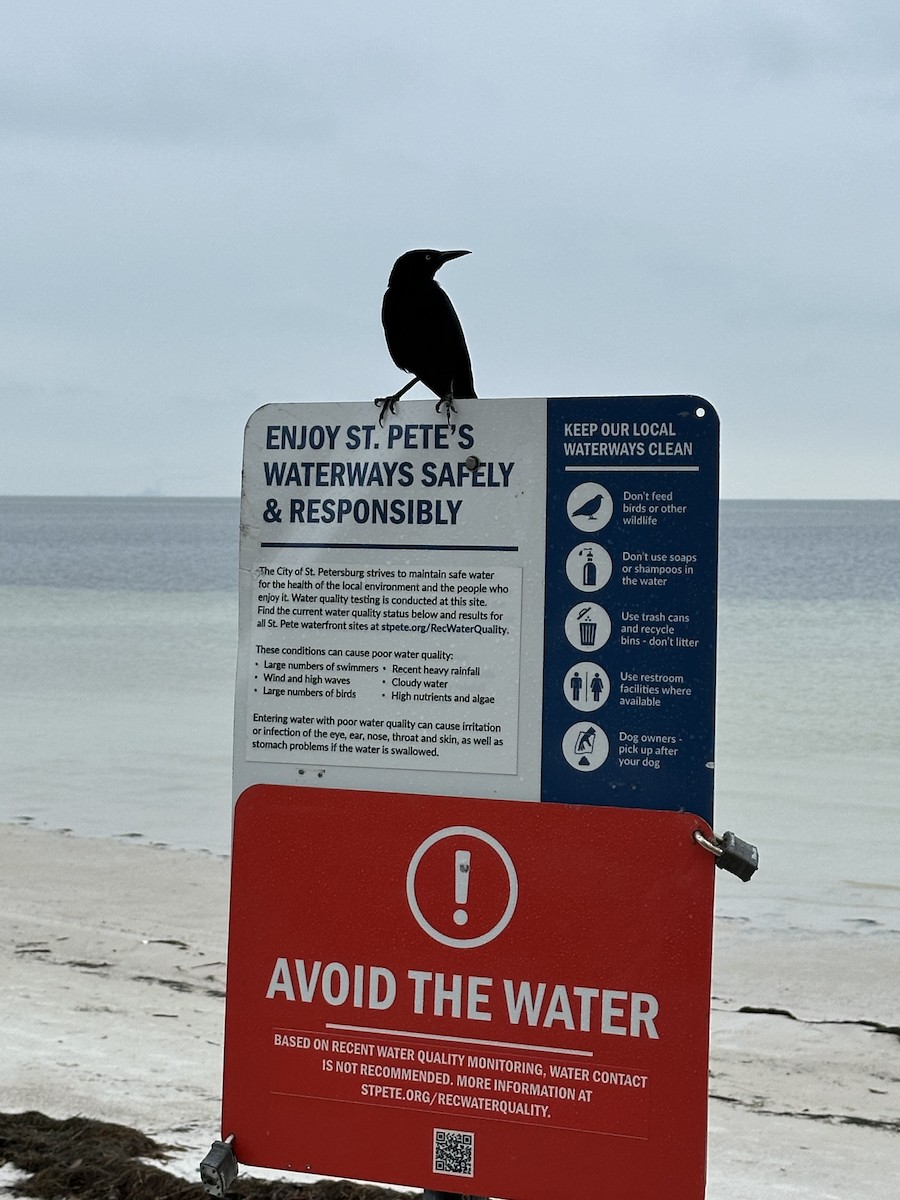 vlhovec velkoocasý - ML613697913