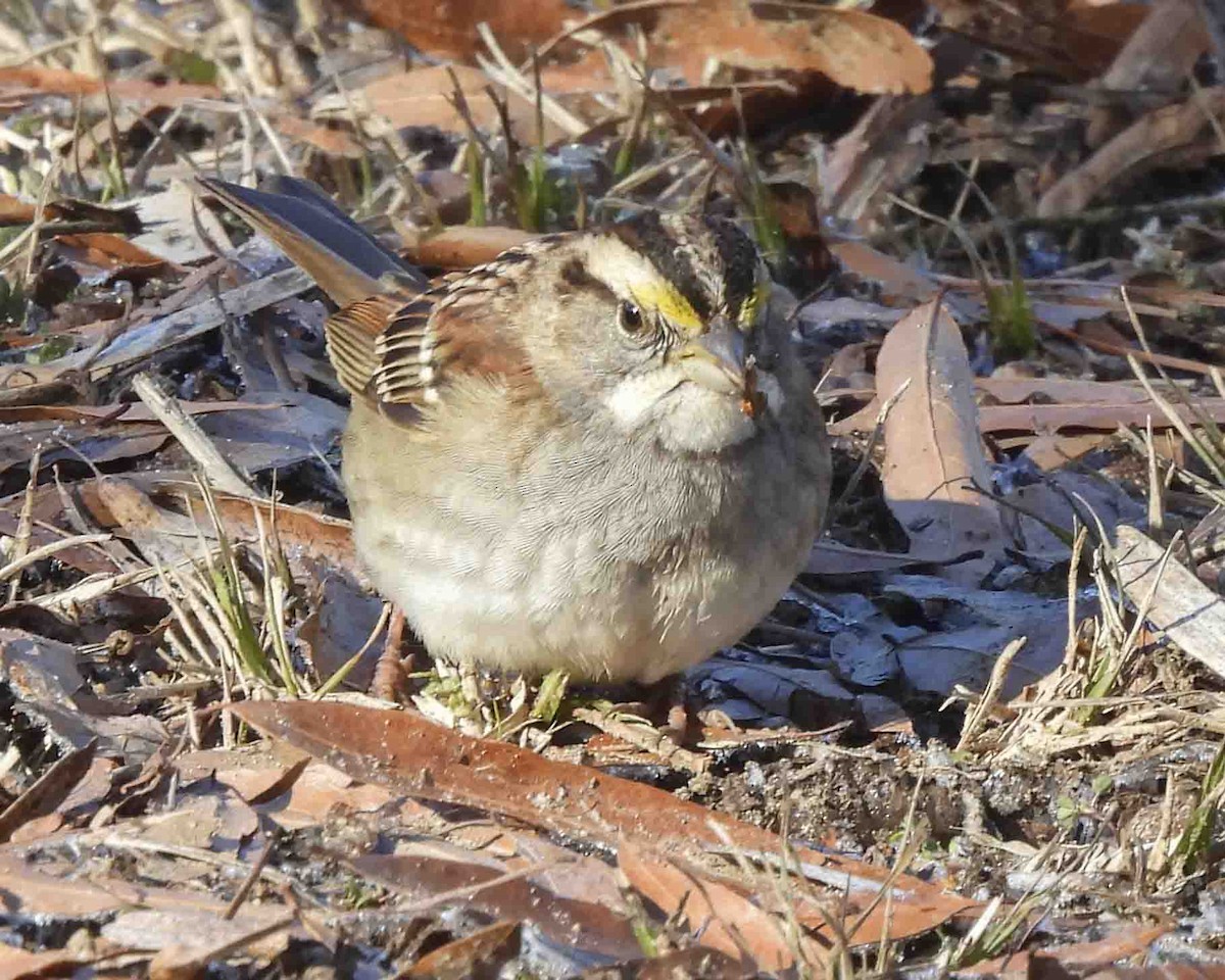 White-throated Sparrow - ML613697928