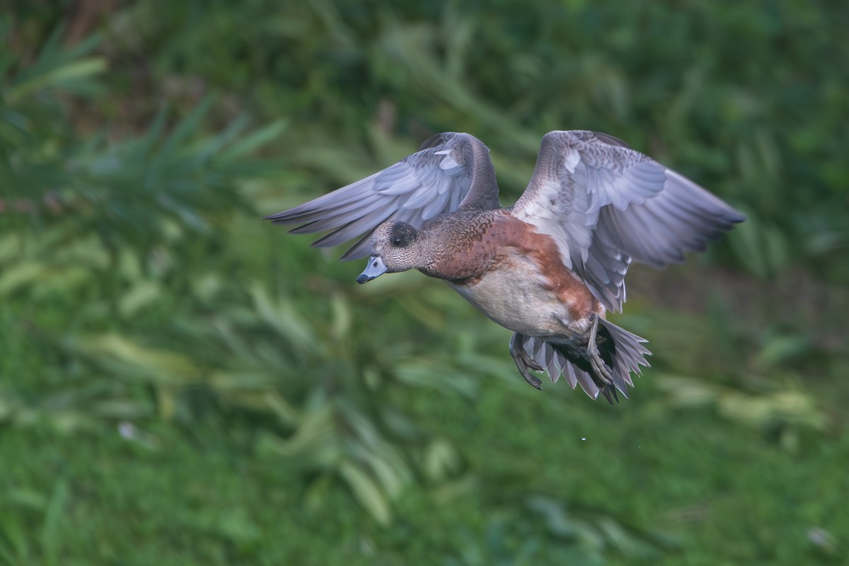 American Wigeon - ML613697930