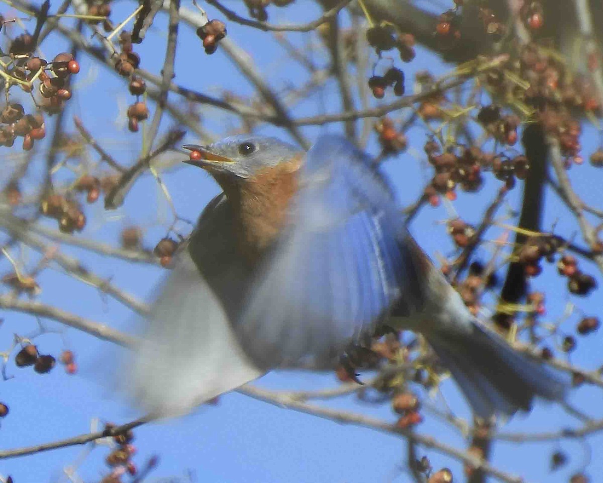 Eastern Bluebird - ML613697952