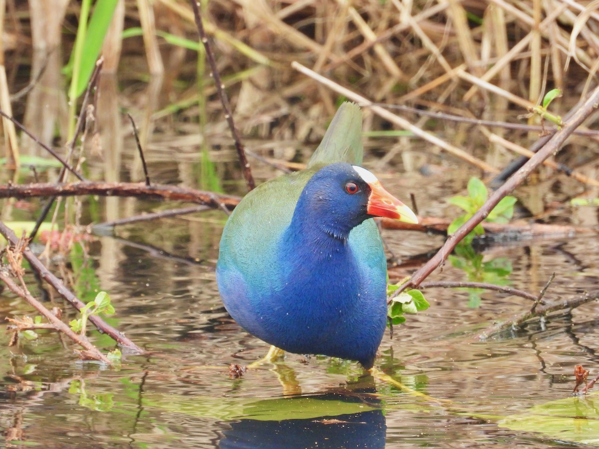 Purple Gallinule - Will Kirby