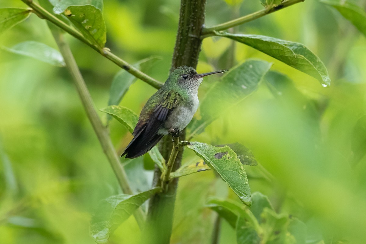 White-chinned Sapphire - ML613697999