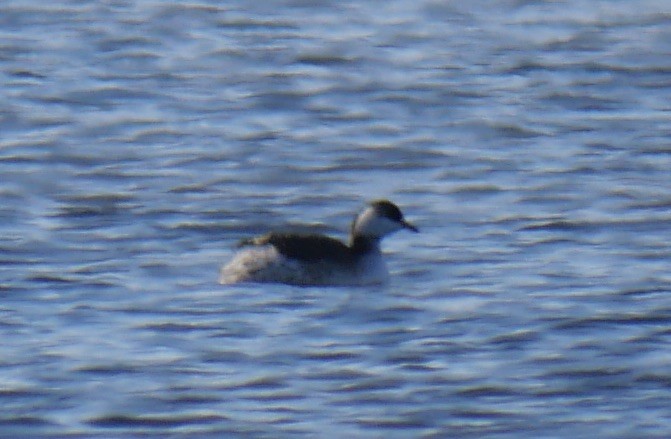 Horned Grebe - ML613698008