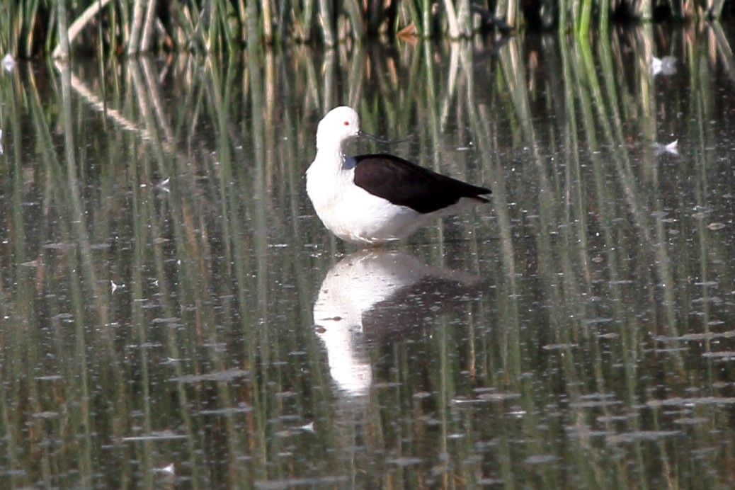 Andean Avocet - ML61369801