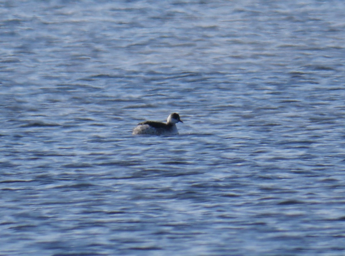 Horned Grebe - ML613698041