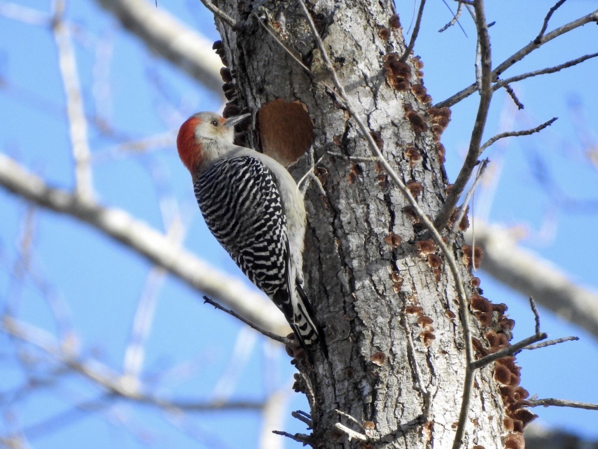 Red-bellied Woodpecker - ML613698061