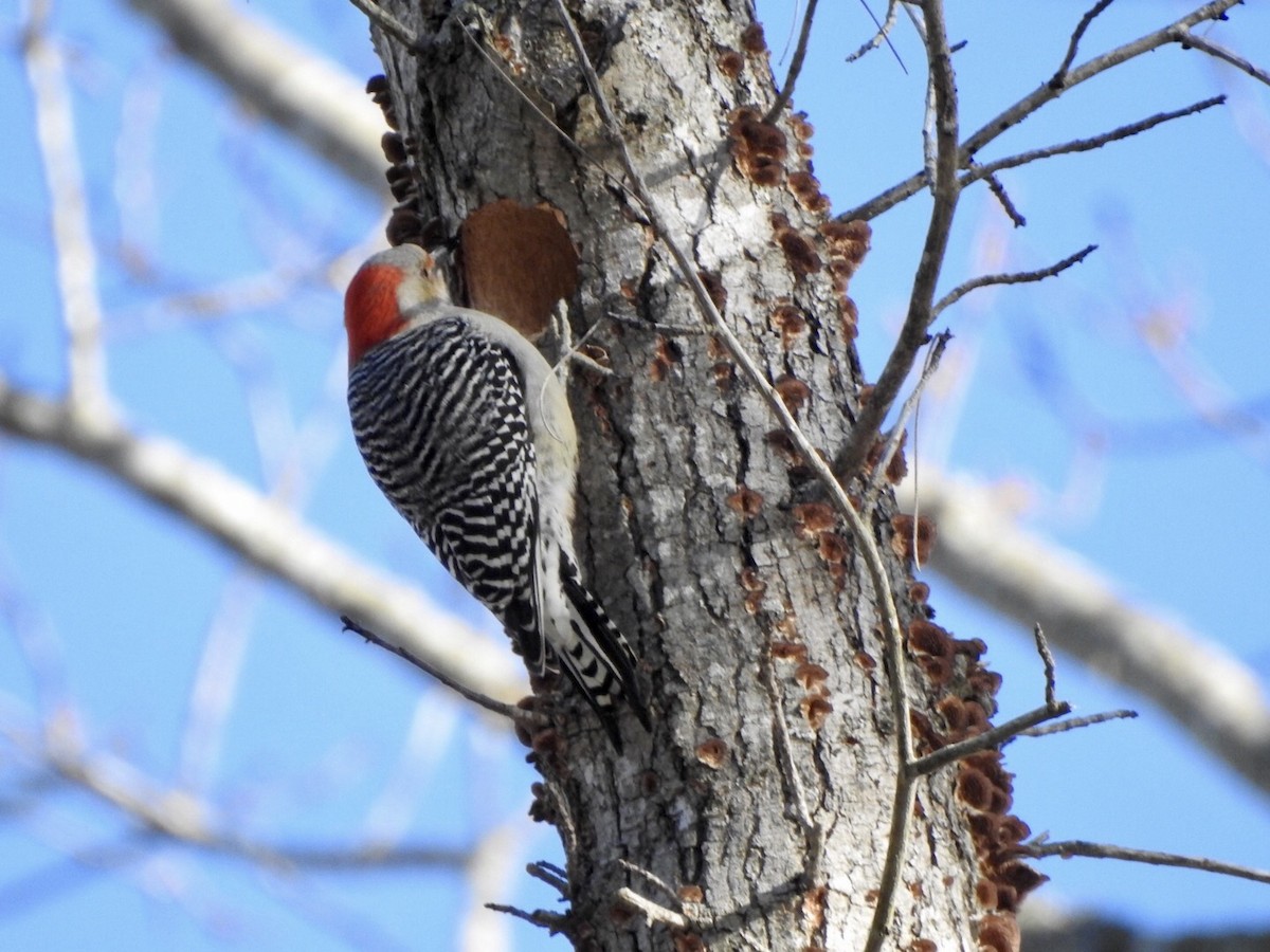 Red-bellied Woodpecker - ML613698063