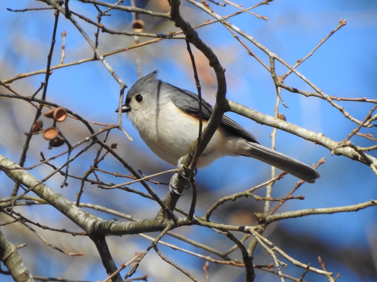 Tufted Titmouse - ML613698079