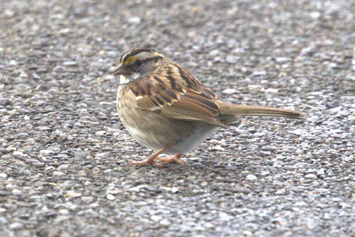 White-throated Sparrow - David Bennett