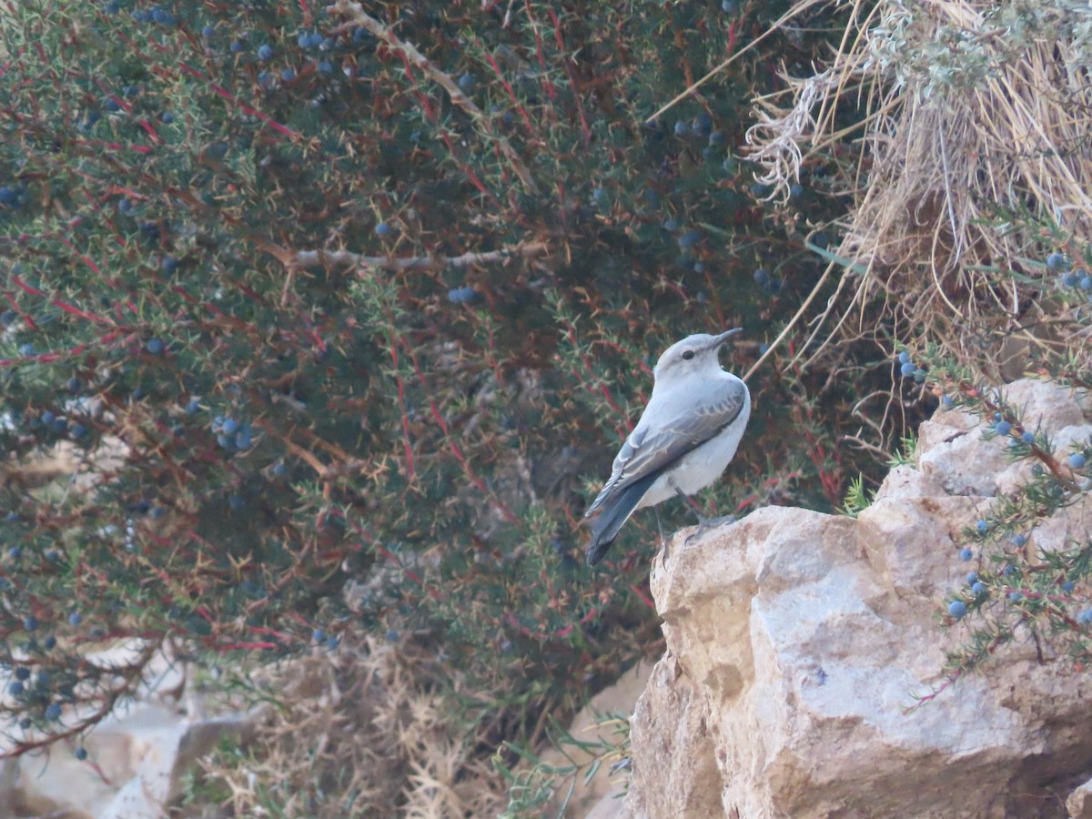 Rufous-naped Ground-Tyrant - Nelson Contardo