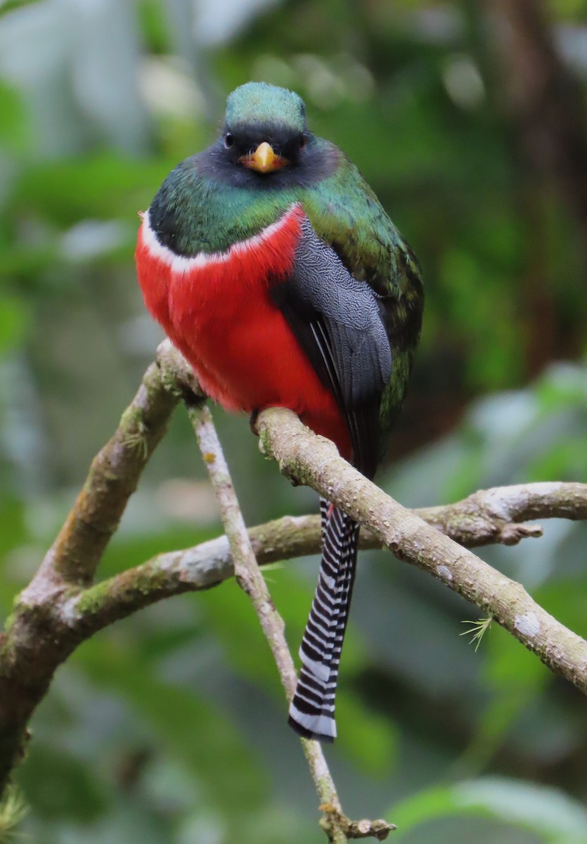 Collared Trogon - ML613698151