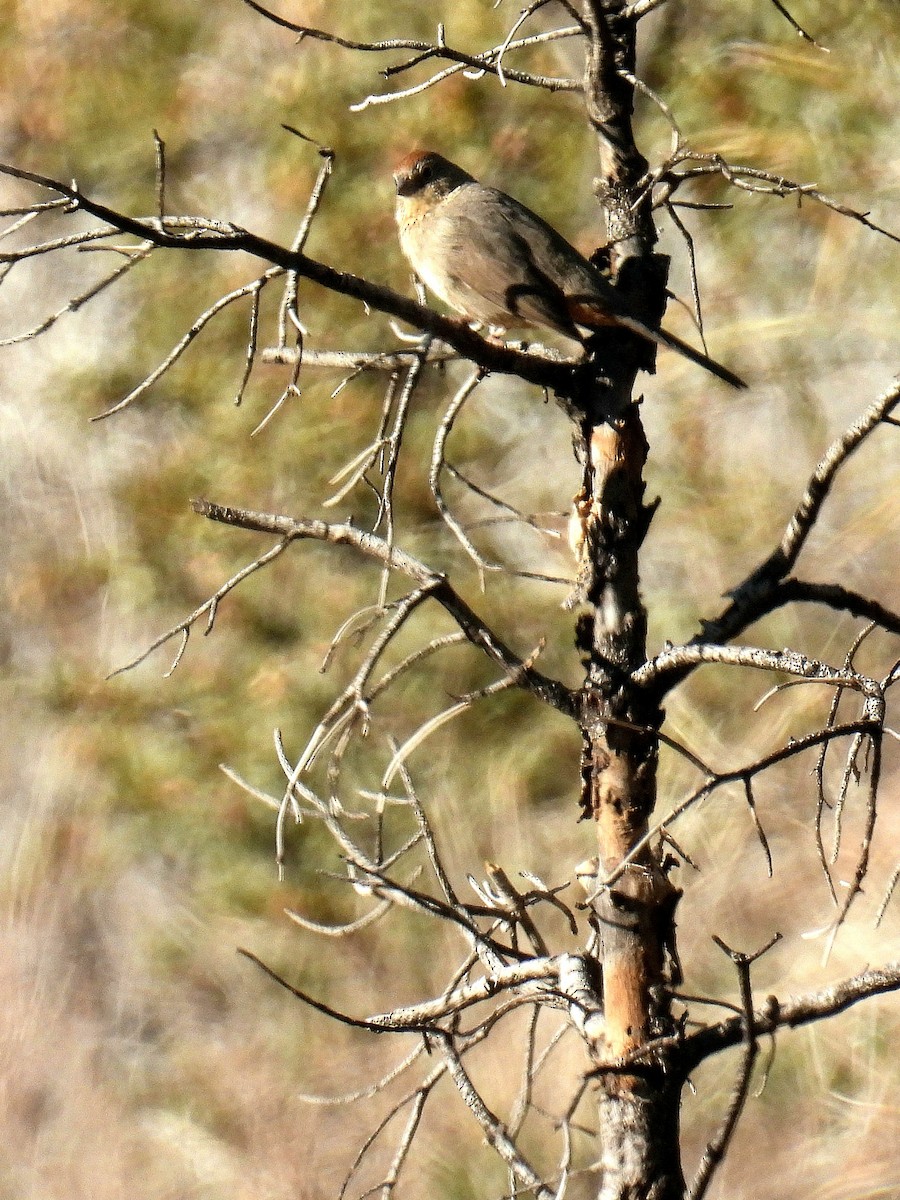 Canyon Towhee - ML613698407