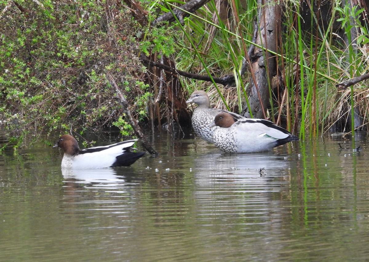 Maned Duck - ML613698430