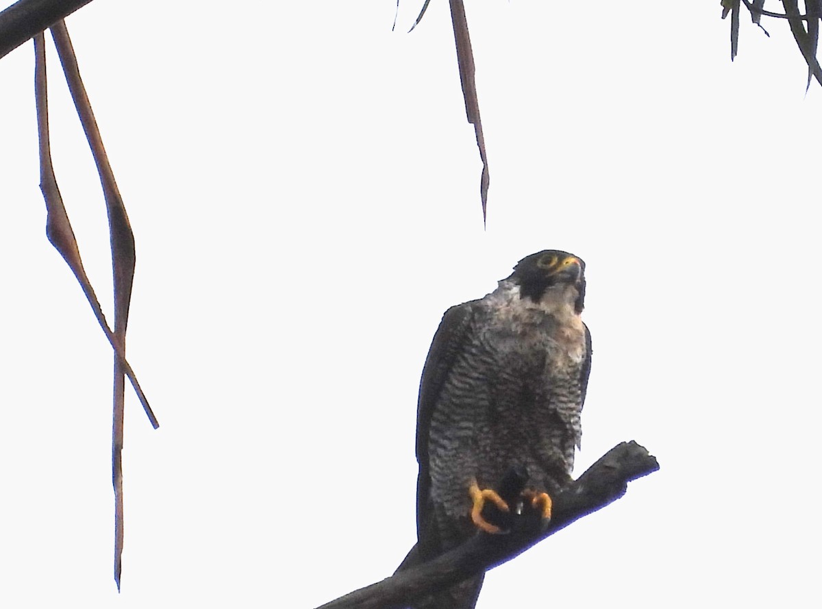 Peregrine Falcon - ML613698439