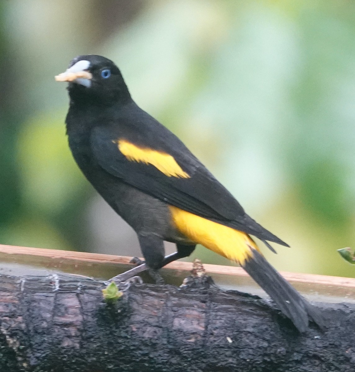 Yellow-rumped Cacique - ML613698541