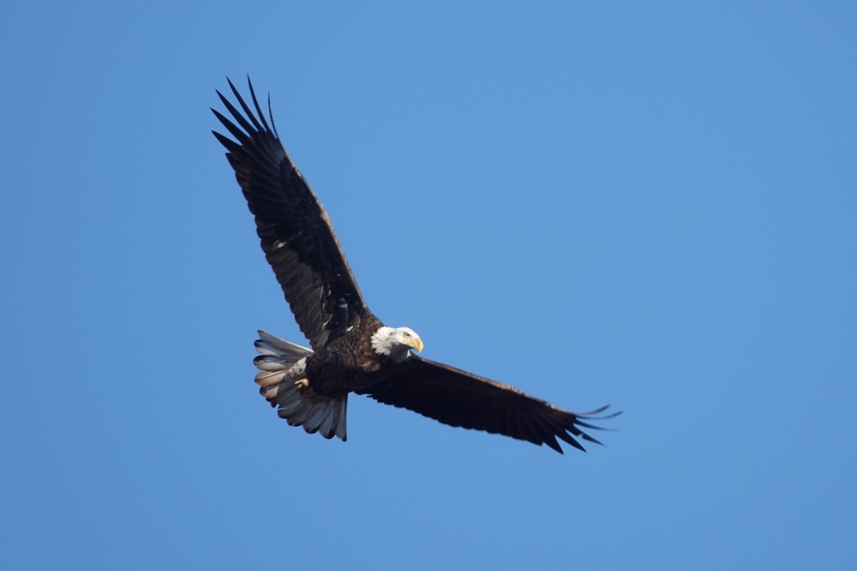 Weißkopf-Seeadler - ML613698551