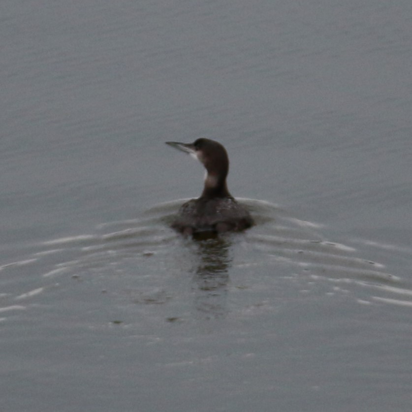 Common Loon - ML613698555