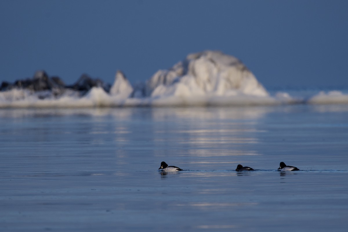 Common Goldeneye - ML613698566