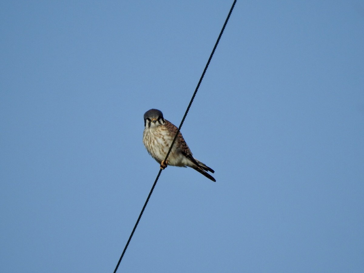 American Kestrel - ML613698574