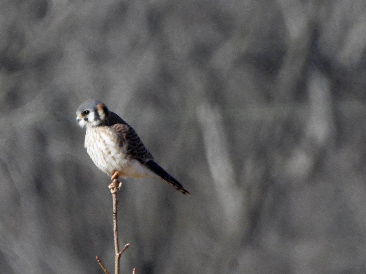 American Kestrel - ML613698576