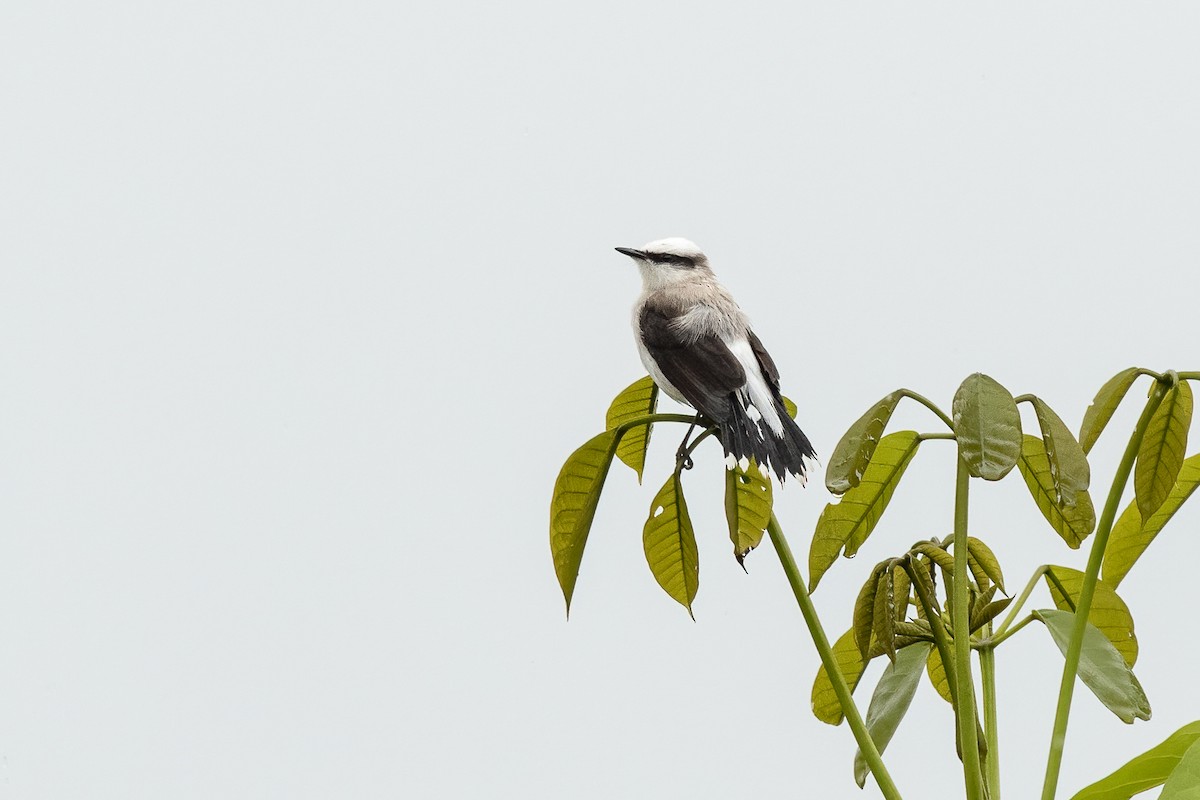 Masked Water-Tyrant - ML613698588