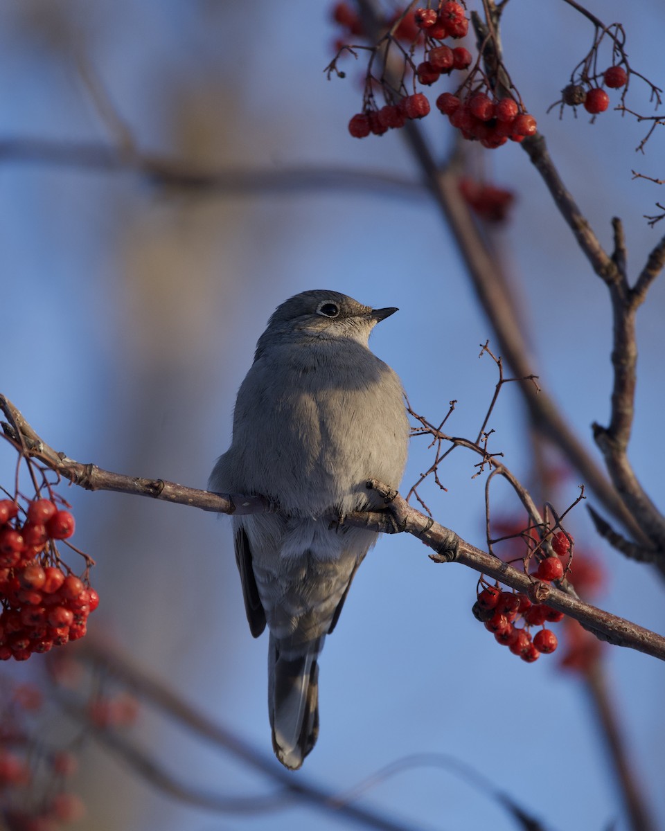 Townsend's Solitaire - ML613698598