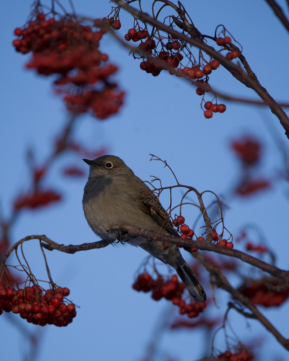 Townsend's Solitaire - ML613698599