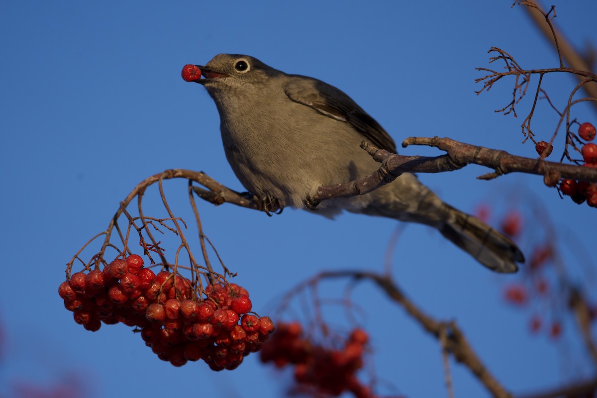 Townsend's Solitaire - ML613698600