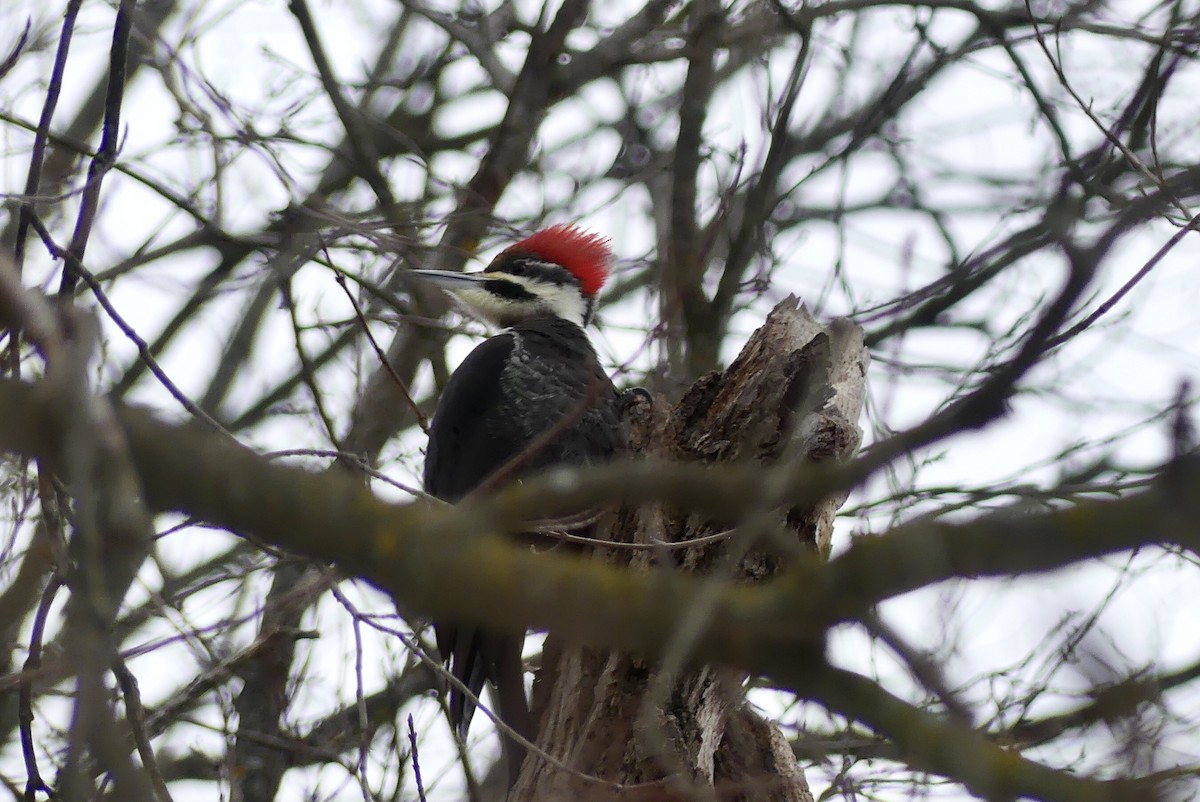 Pileated Woodpecker - ML613698610