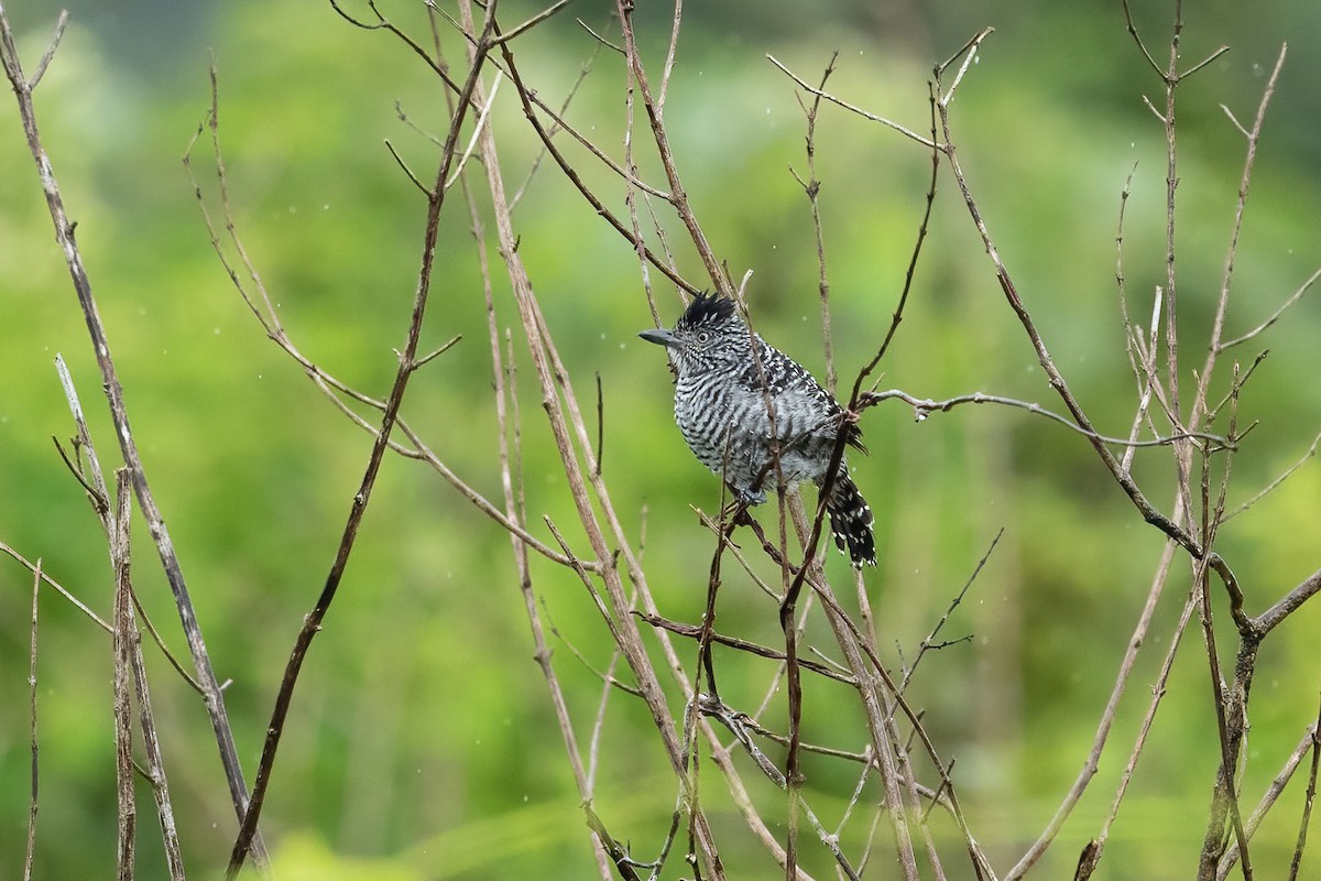 Barred Antshrike - ML613698682