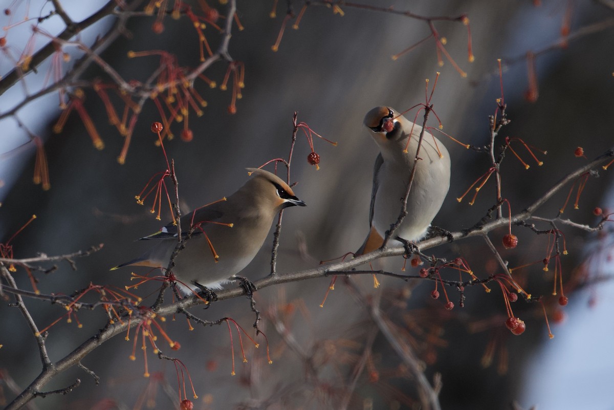 Bohemian Waxwing - ML613698689