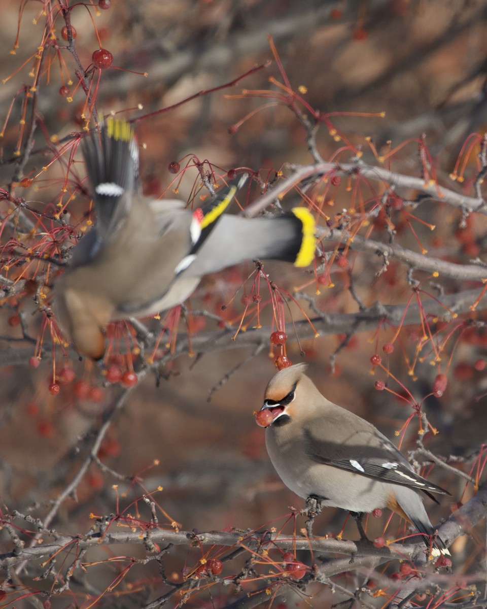 Bohemian Waxwing - ML613698690