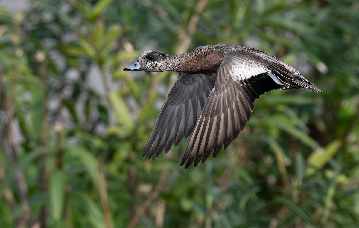 American Wigeon - ML613698759