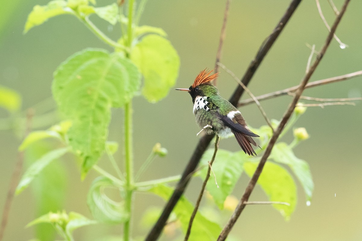 Dot-eared Coquette - ML613698795