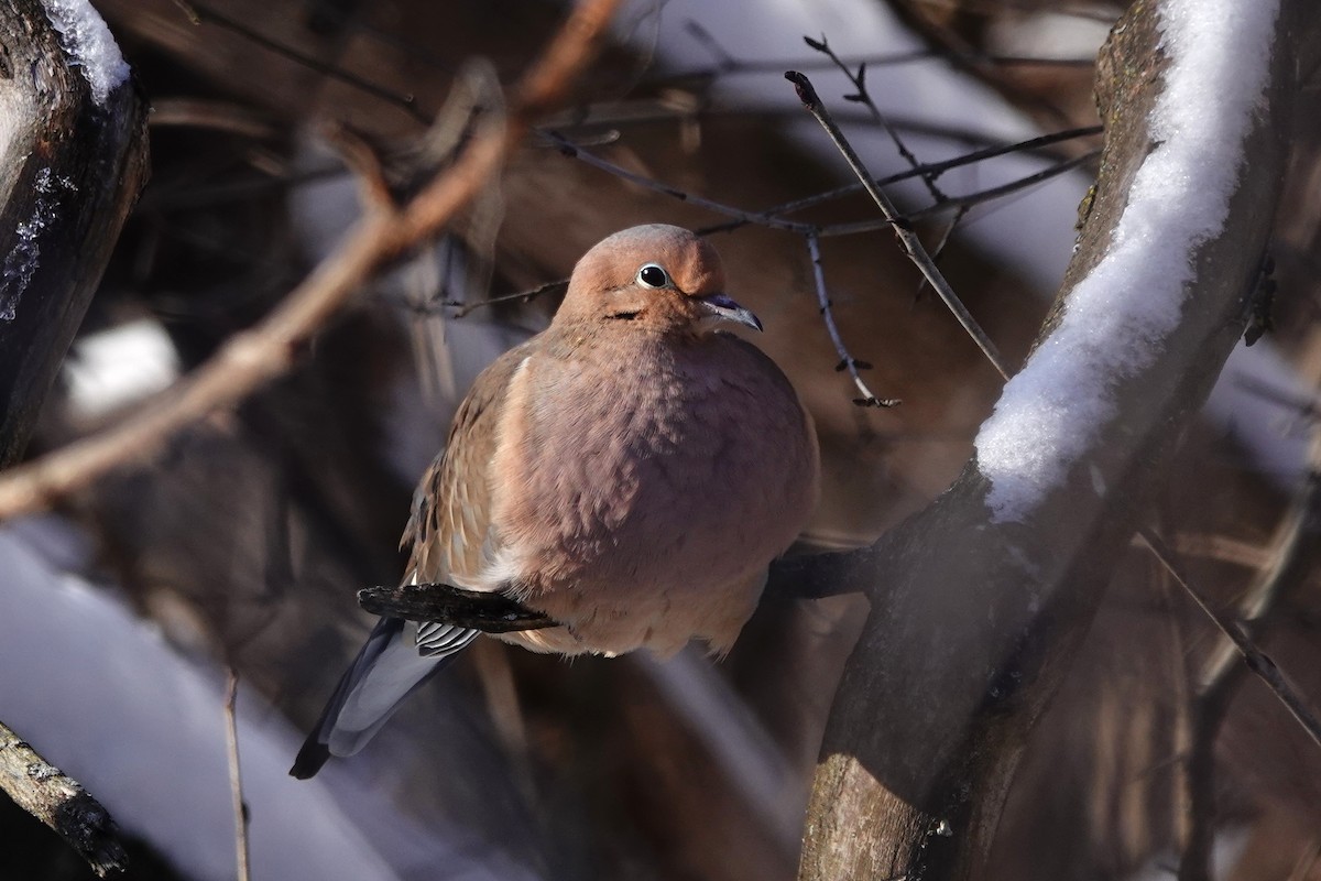 Mourning Dove - ML613698839