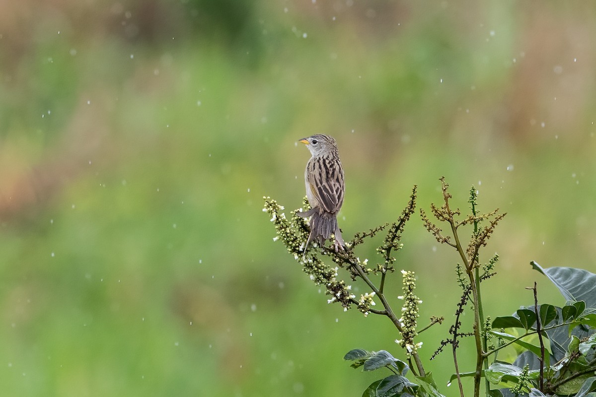 Wedge-tailed Grass-Finch - ML613698843