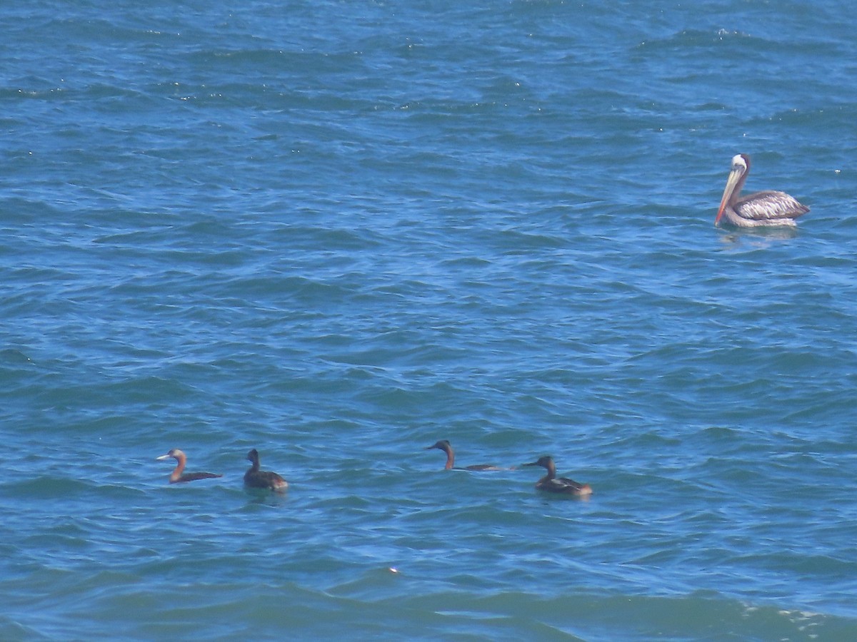 Great Grebe - ML613698876