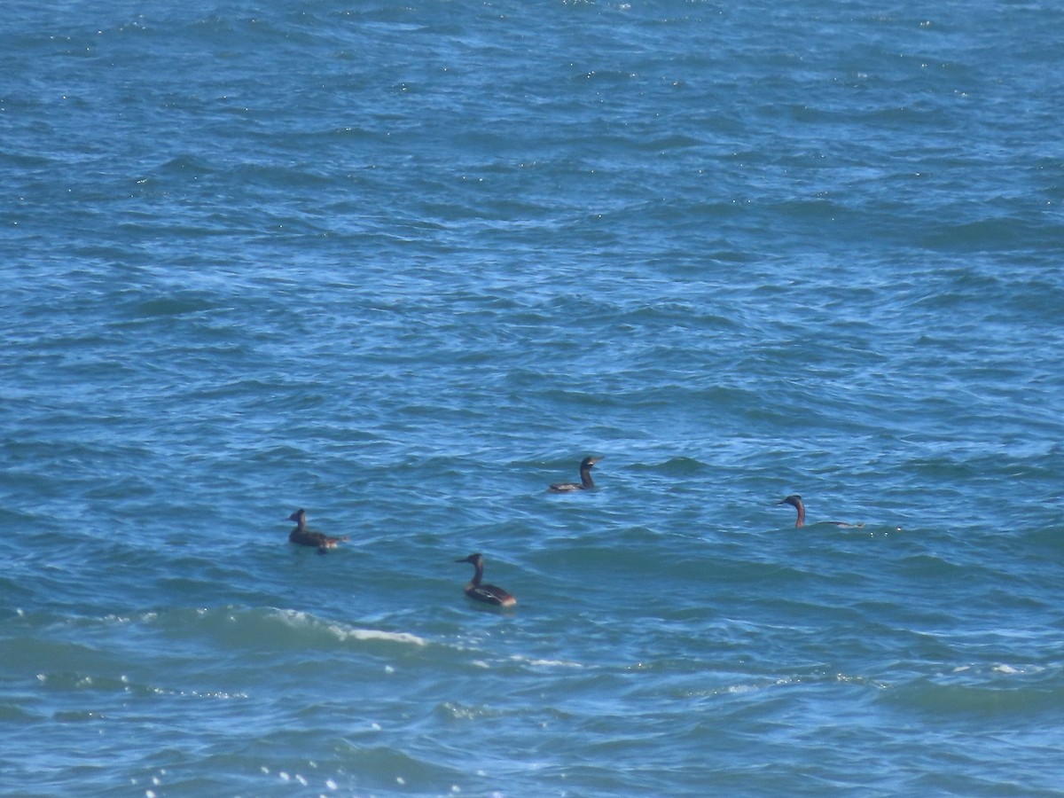 Great Grebe - ML613698877