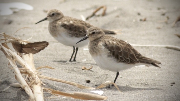 Baird's Sandpiper - Carlos Vasquez Leiva