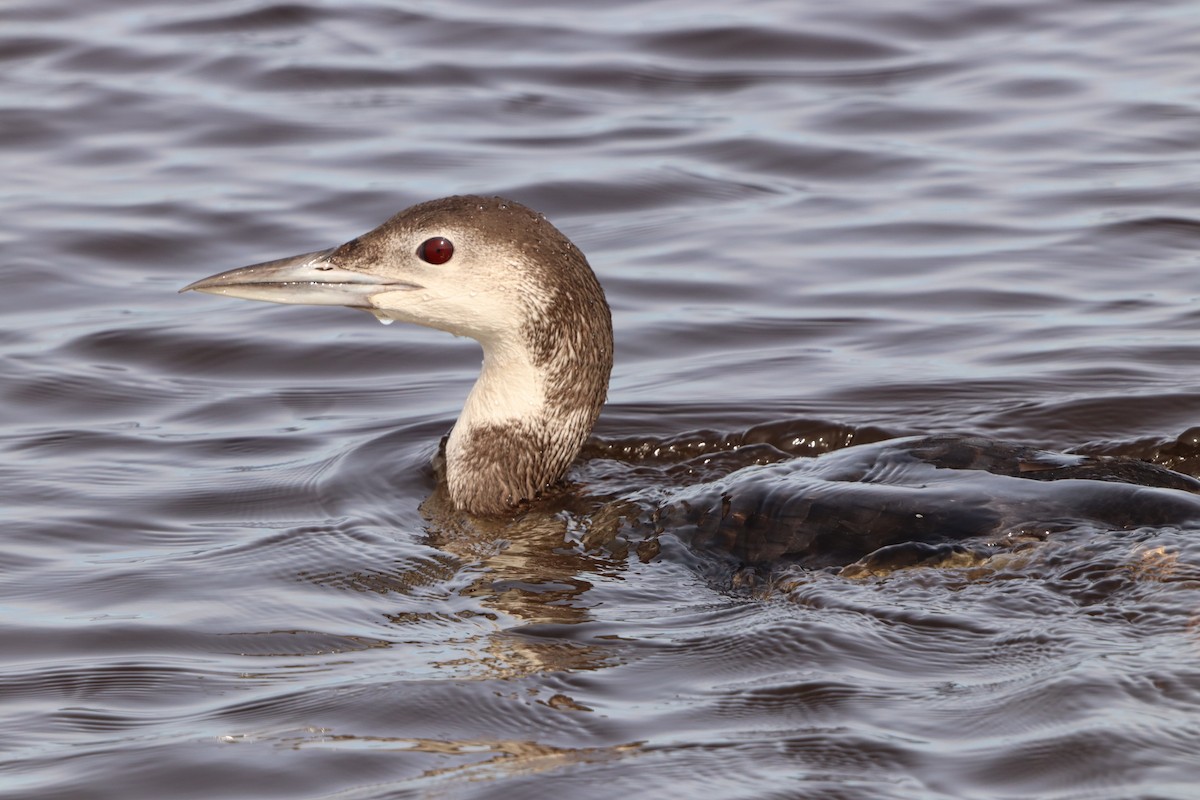 Common Loon - ML613698941