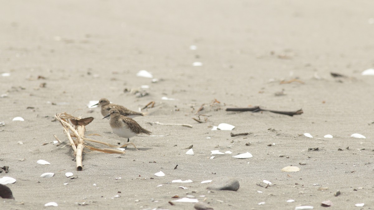 Baird's Sandpiper - ML613698964