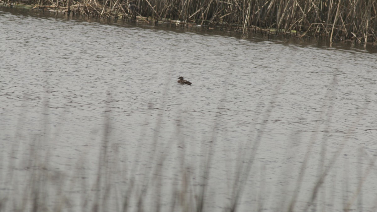 Black-headed Duck - Carlos Vasquez Leiva