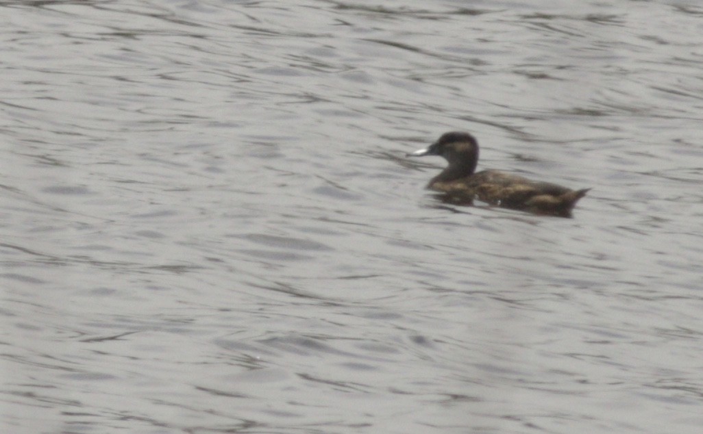 Black-headed Duck - ML613699229