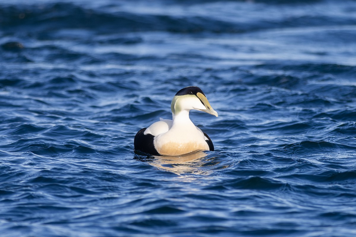 Common Eider - ML613699248