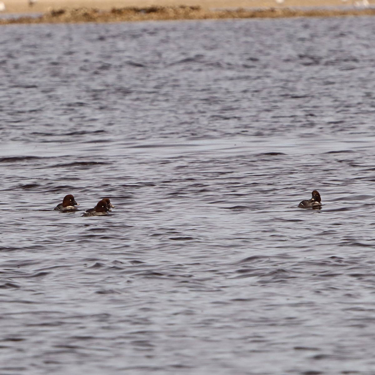 Common Goldeneye - ML613699263