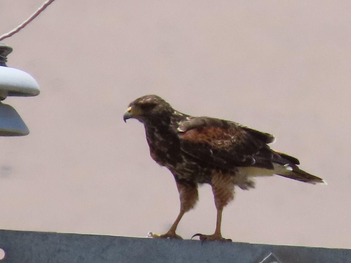 Harris's Hawk - Nelson Contardo