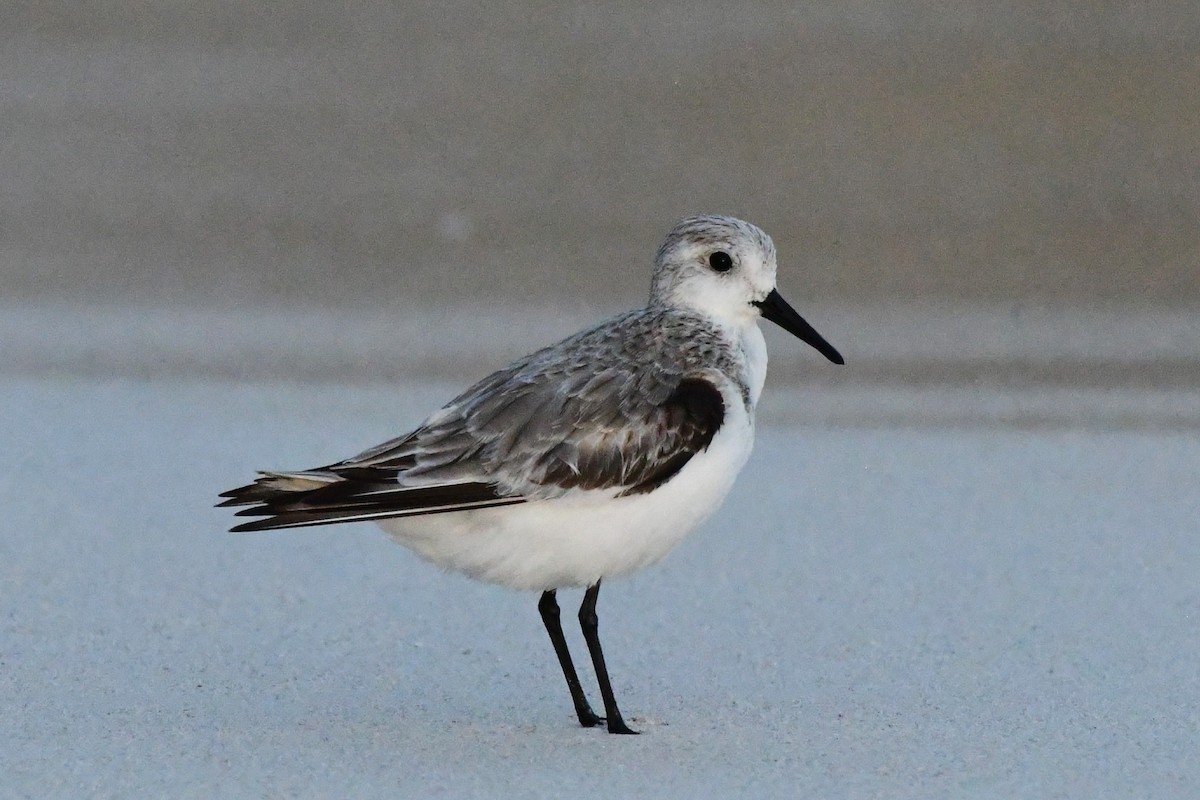 Sanderling - Winston Poon